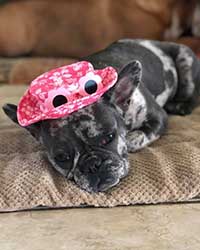 Paisley